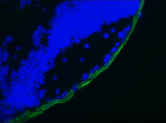 Figure 2. MUB0329P immunofluorescence staining of a 9 days old zebrafish embryo.